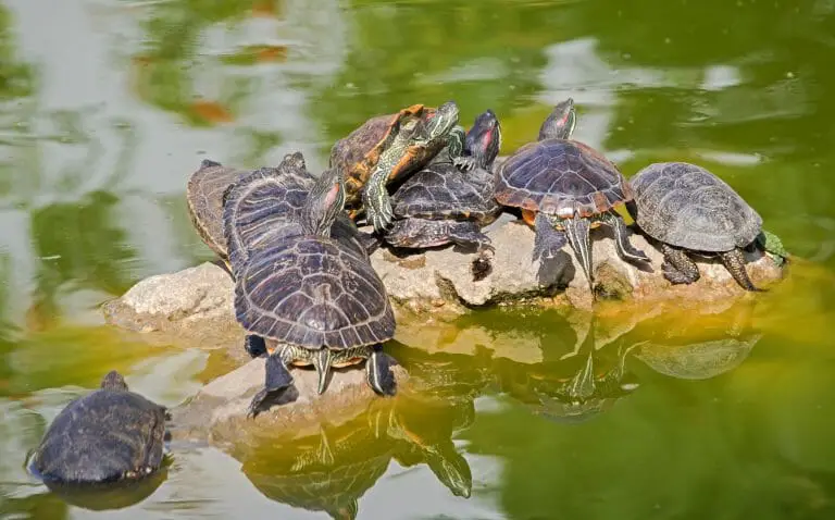 How Do Red-Eared Slider Turtles Mate: Signs, Ways, and Prevention