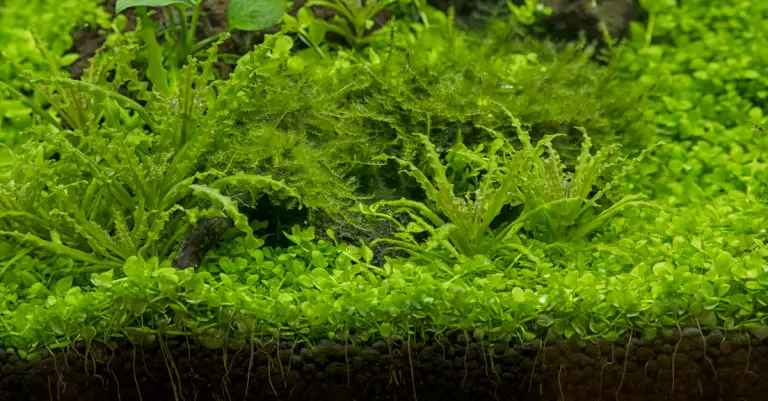 Can Java Moss Grow Floating: Effective Ways to Make Java Moss Float