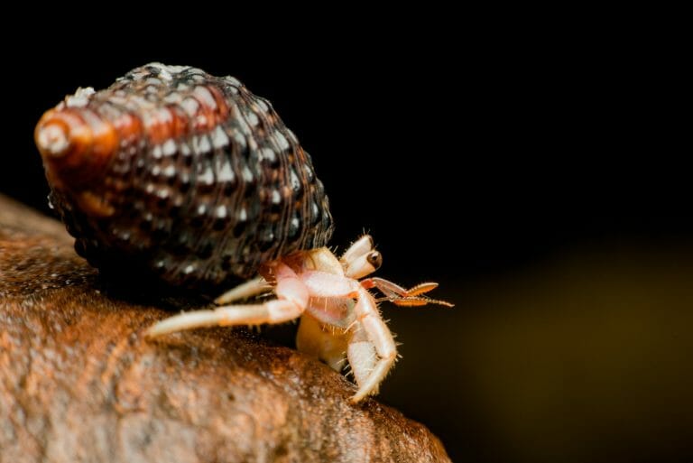Types of Hermit Crabs: 7 Wonderful Species You Need to Check Out!