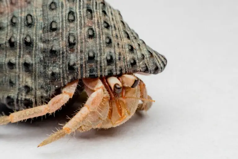 Can Hermit Crabs Eat Tomatoes: Benefits, Risks, and Feeding Tips