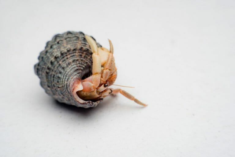 Do Hermit Crabs Eat Each Other: Causes, Prevention, and Important Facts
