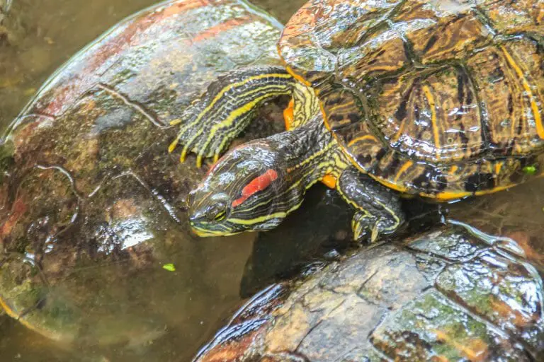 Do Red-Eared Slider Turtles Have Teeth: Interesting Facts That Will Amaze You!
