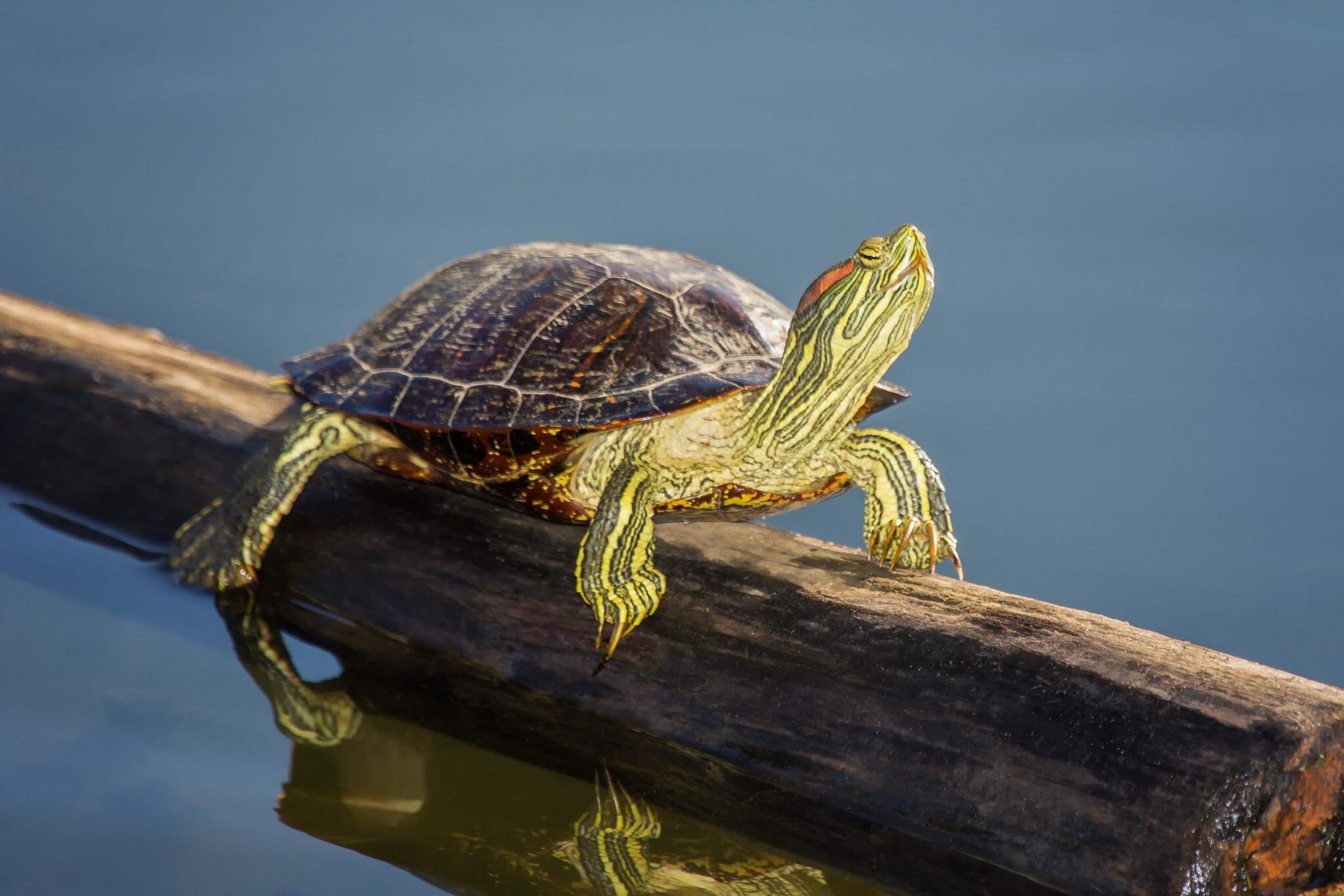 Can RedEared Slider Turtles Live With Fish Best Tank Mates for Your