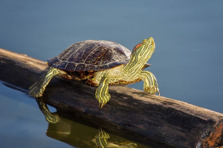 Do Red-Eared Slider Turtles Sleep Underwater: Facts and Tips in Proper Sleeping