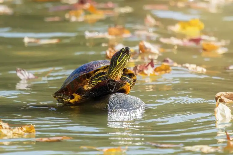 Do Red-Eared Sliders Need Water: What to Know When Providing Your Turtles With Water