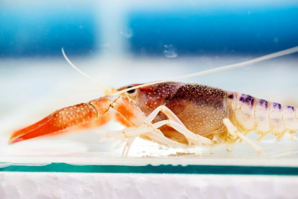 What to Feed Freshwater Crayfish A Guide to Safely Feeding Crayfish