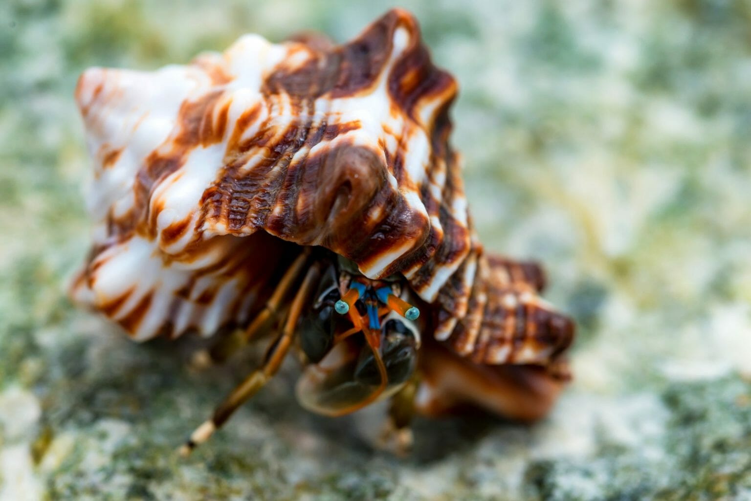 Can Hermit Crabs Climb Glass Reasons and What to Do HomeTanks