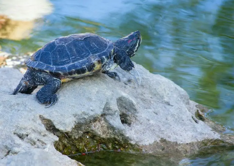 Can Red-Eared Sliders Survive in Cold Water: Knowing the Right Water Temperature for Your Turtle