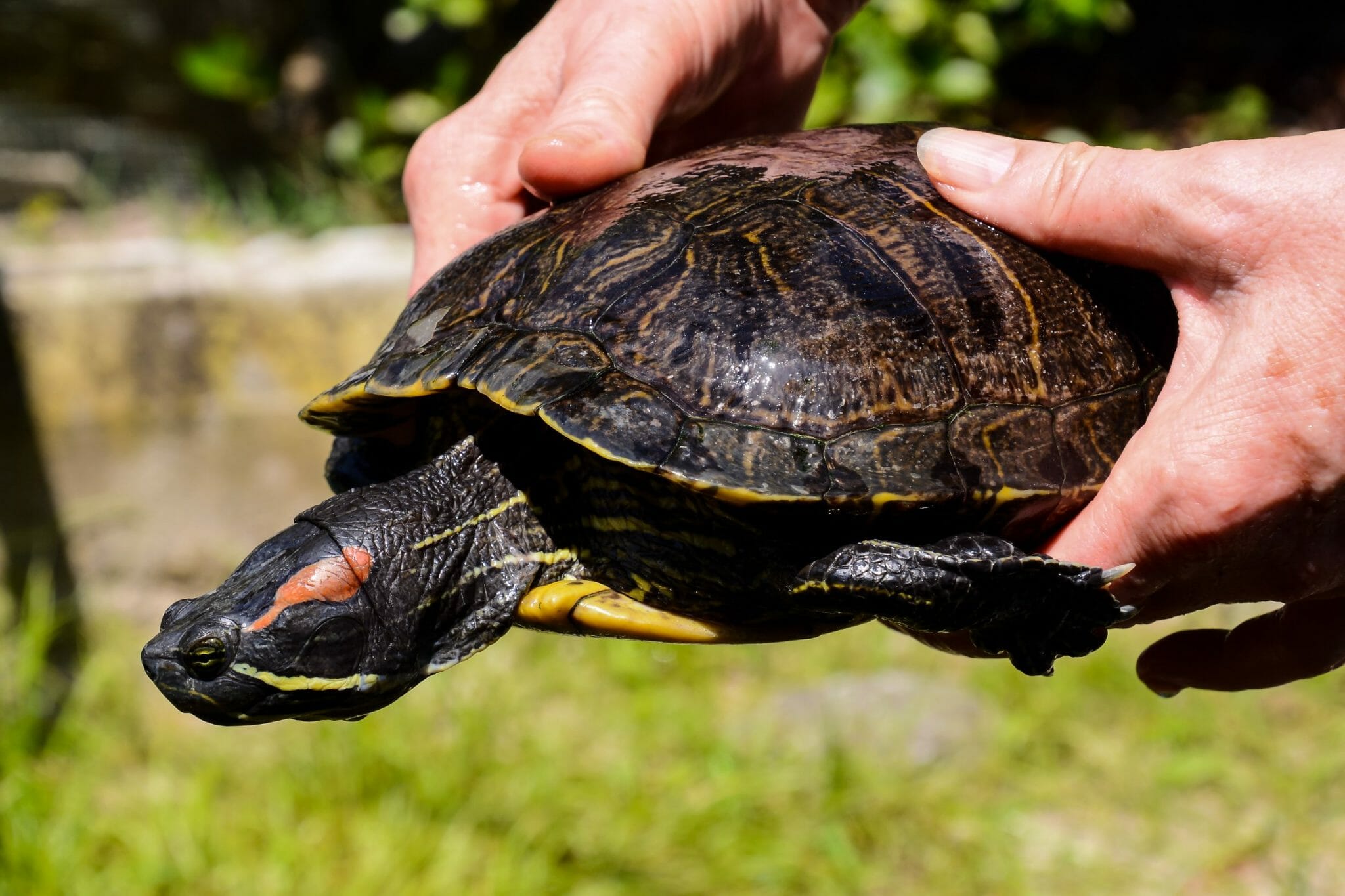 Can RedEared Sliders Eat Broccoli A Guide to Safely Feeding