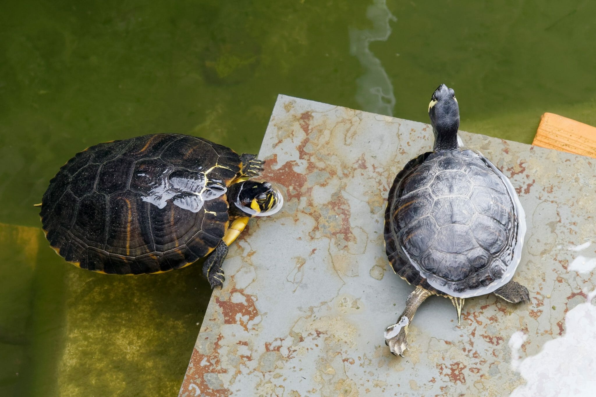 Why Do RedEared Slider Turtles Bite Each Other Reasons and Prevention