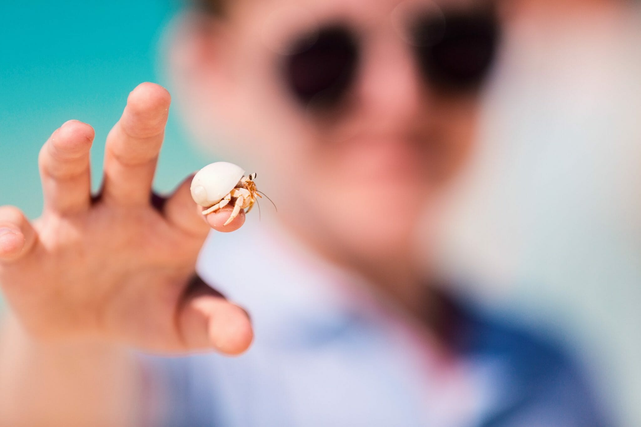 How to Hold a Hermit Crab Handling Them With Care HomeTanks