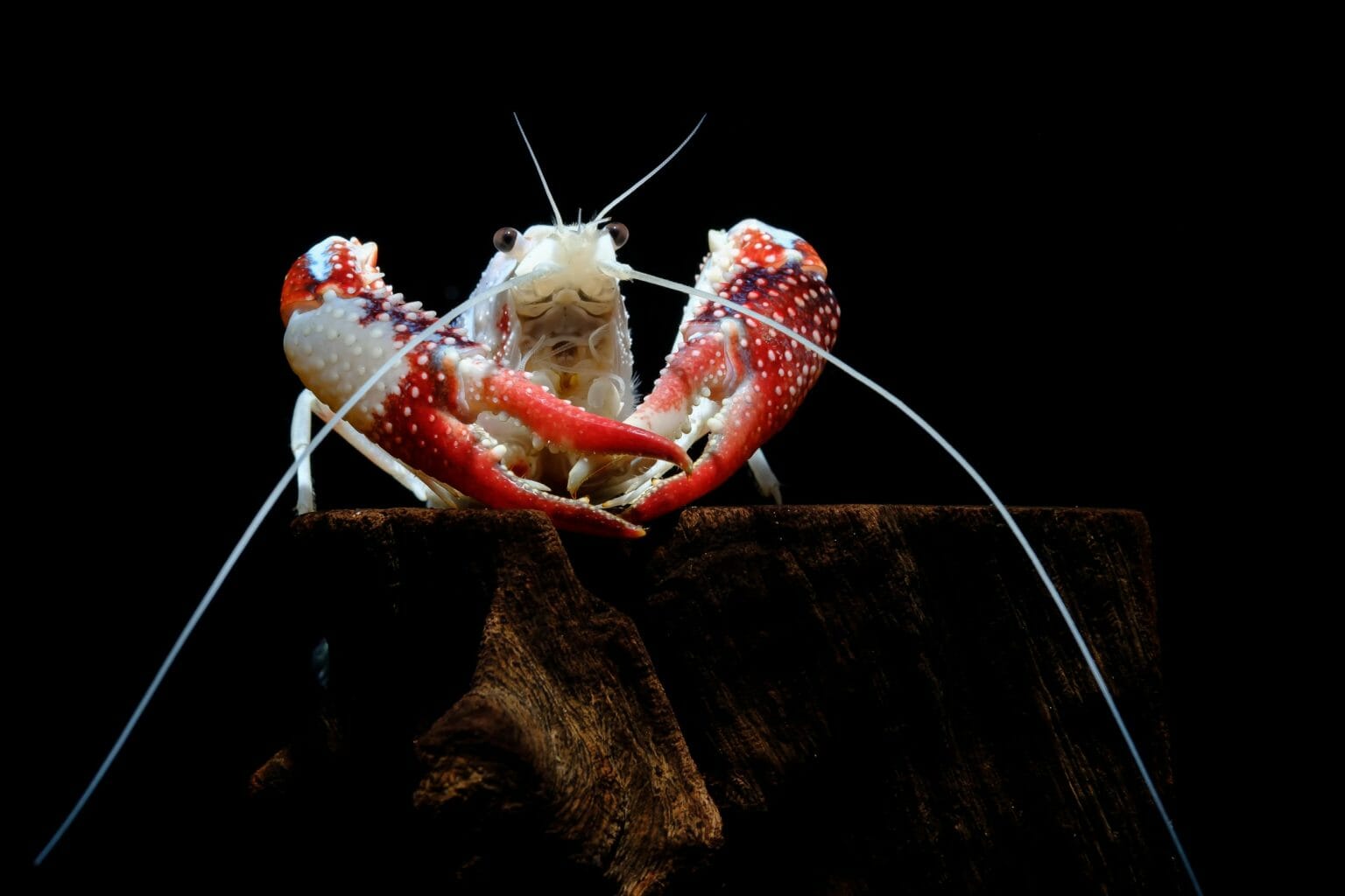 How Long Do Freshwater Crayfish Live Tips in Achieving Crayfish