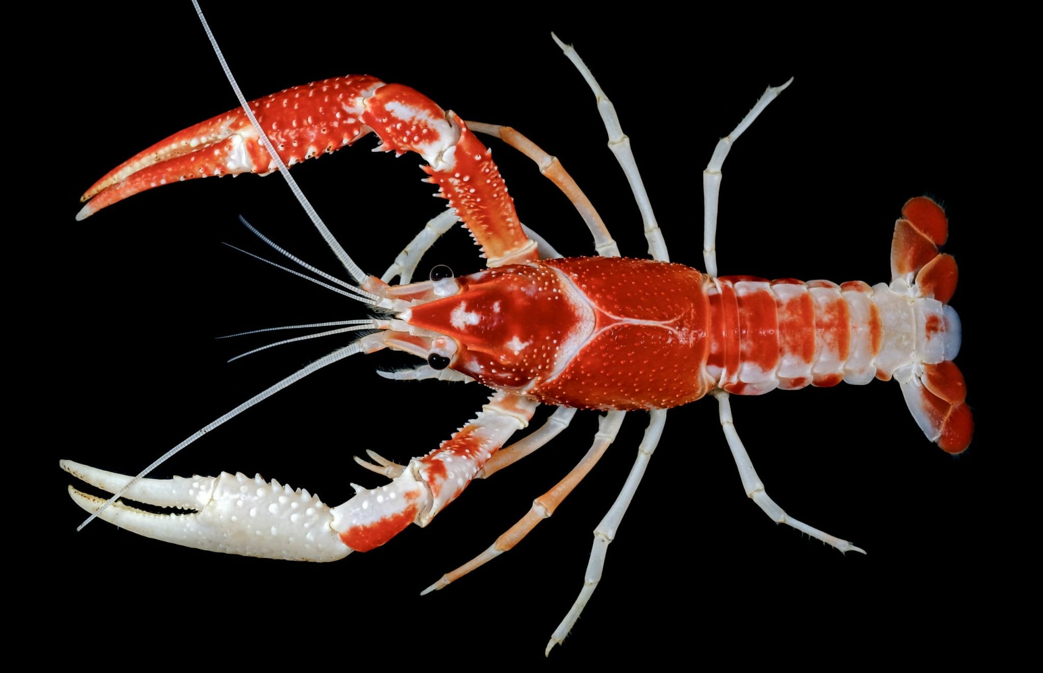 How Long Do Freshwater Crayfish Live Tips in Achieving Crayfish