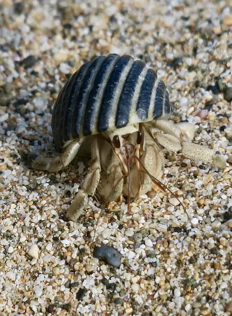 Do Hermit Crabs Need a Saltwater: Do They Need It to Survive?