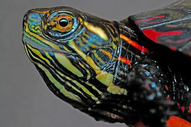 Red Eared Slider vs. Painted Turtle: Similarities and Differences
