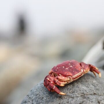 Can Hermit Crabs Have Watermelon: Benefits, Risks, and Suitable Parts