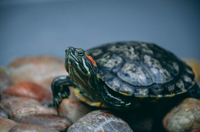 Are Red-Eared Slider Turtles Endangered: Facts You Need to Know to Conserve Their Population