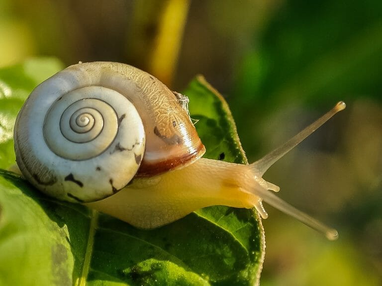 Types of Freshwater Snails: Different Freshwater Snails for Your Aquarium