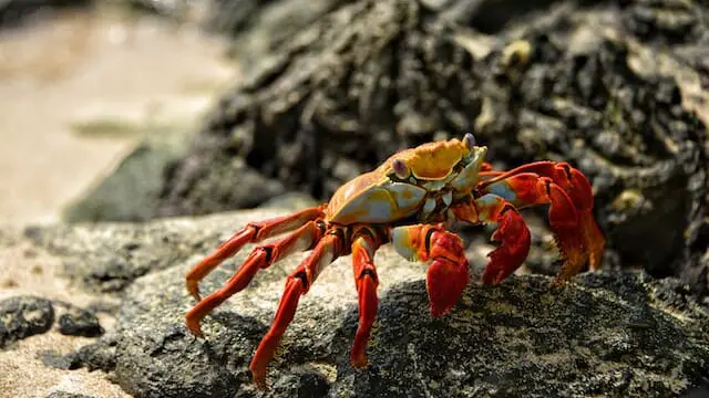 Do Hermit Crabs Fight: Common Reasons, Behavior, and Solution