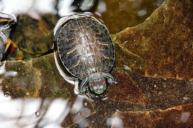 Are Red-Eared Slider Turtles Illegal: Their Population and Other Facts