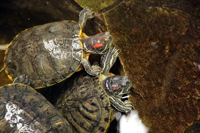 What Type of Water Do Red-Eared Slider Turtles Need: Water Needs and Types