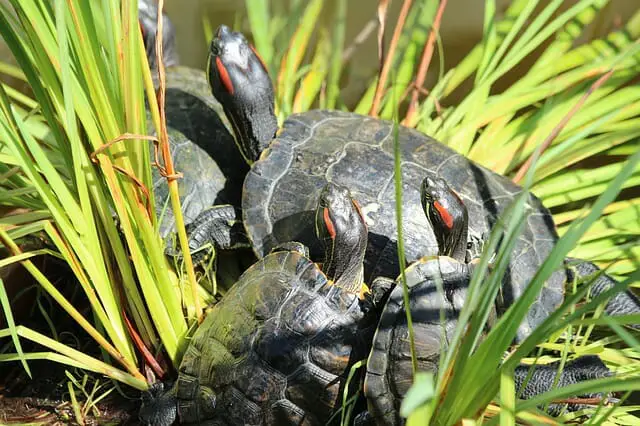 Can Red-Eared Slider Turtles Eat Bananas: Guidelines, Benefits, and Risks