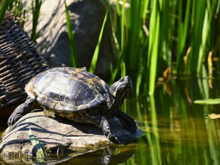 Can Red-Eared Sliders Eat Watermelon: What You Should Know in Feeding This Fruit to Your Turtle