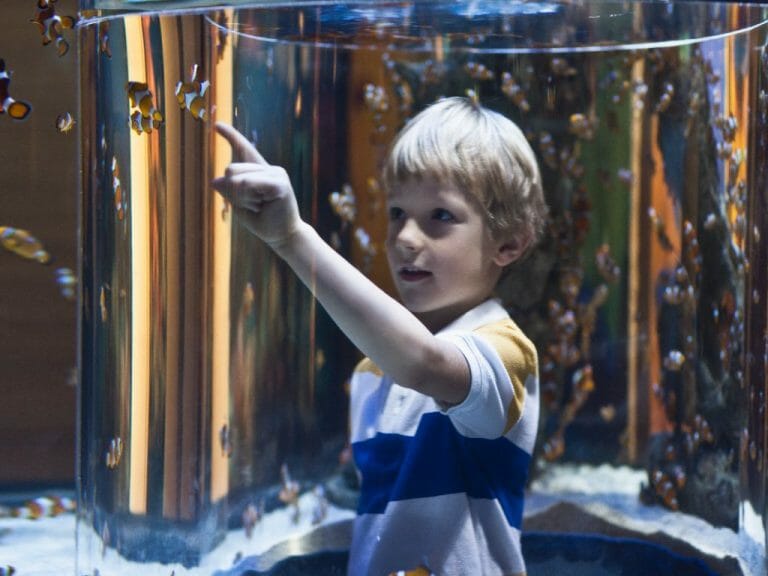 Hardscape Aquarium Ideas: Ideas and How to Get Started