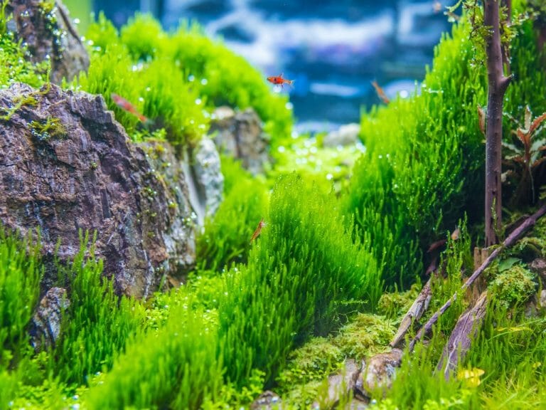 Does Java Moss Need CO2: Effects of CO2 on Your Java Moss