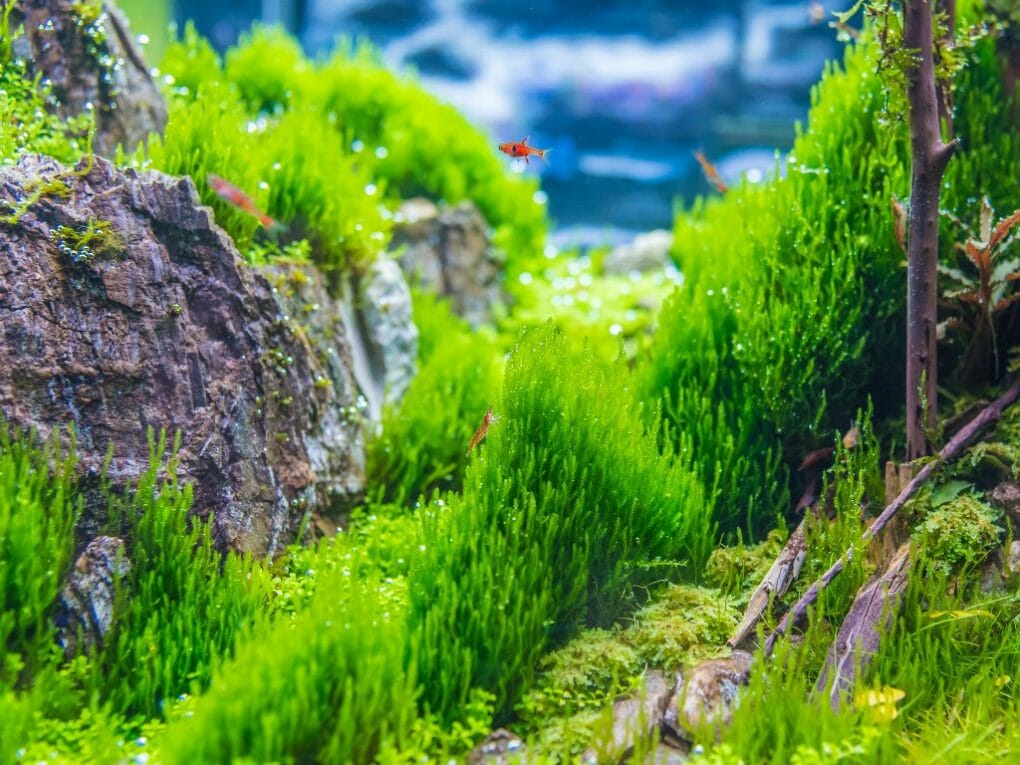 Does Java Moss Need CO2 Effects of CO2 on Your Java Moss