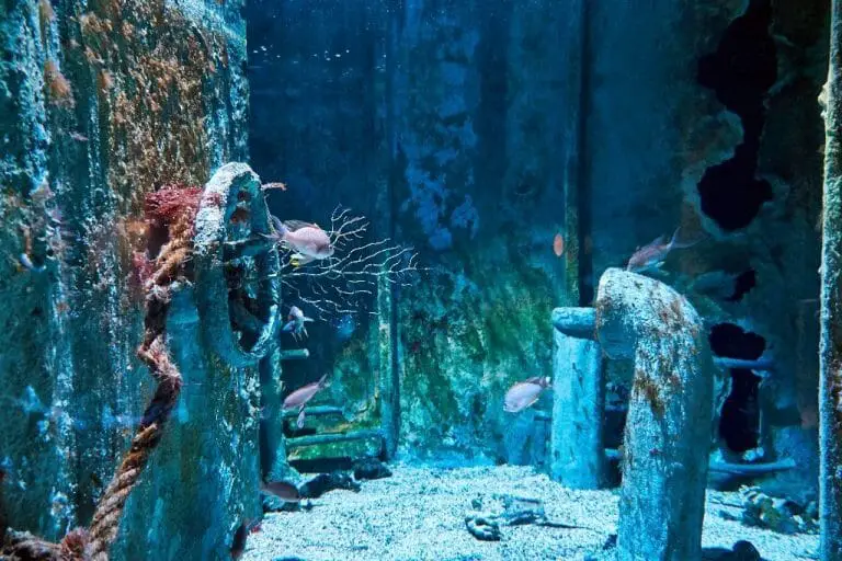 Shipwreck Aquarium Ideas: Adding Shipwreck to Upgrade Your Aquarium!