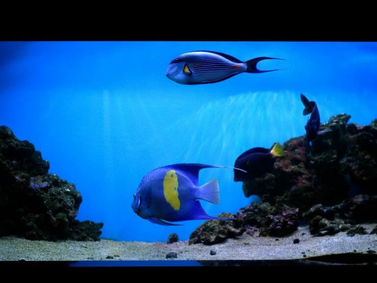 Bedroom Aquarium Ideas: Awesome Options You Shouldn’t Miss!