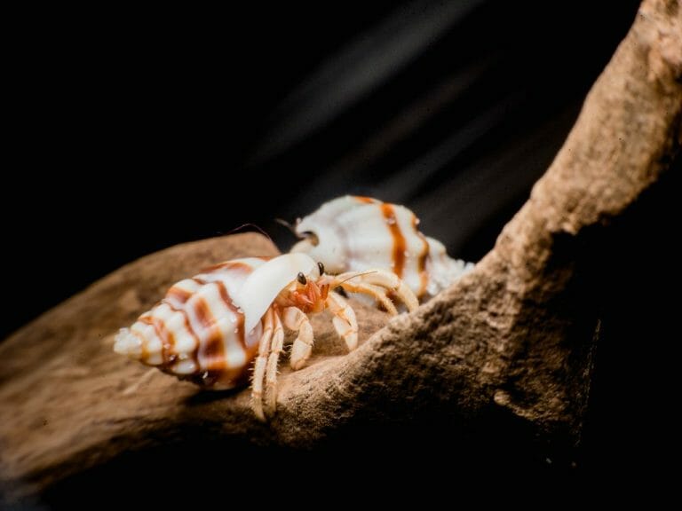 Are Hermit Crabs Good Pets: Reasons Why You Should Take Care of Hermit Crabs