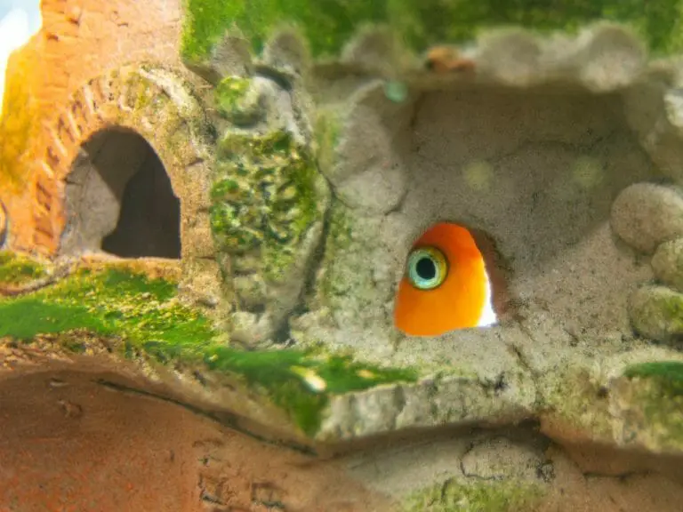 Aquarium Cave Ideas: Amazing Options You Should Try