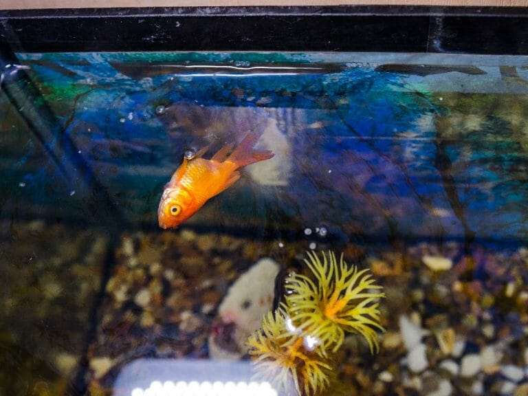 Aquarium Sump Setup Ideas: How to Choose Your Aquarium Sump