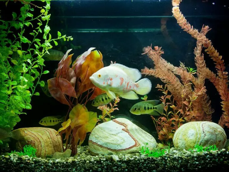 Cichlid Aquarium Ideas: Tips to Make Your Aquarium Safe and Beautiful