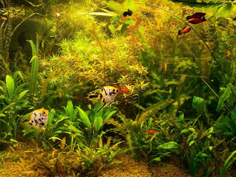 Can Java Moss Grow Out of Water: Helpful Tips for Successful Java Moss Growth