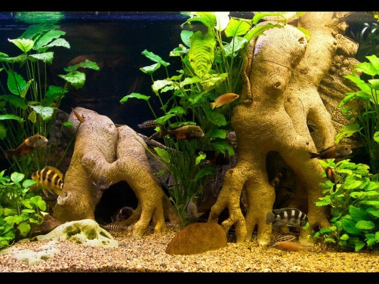 Why Is My Aquarium Water Green: Understanding and Preventing Green Water in Aquariums