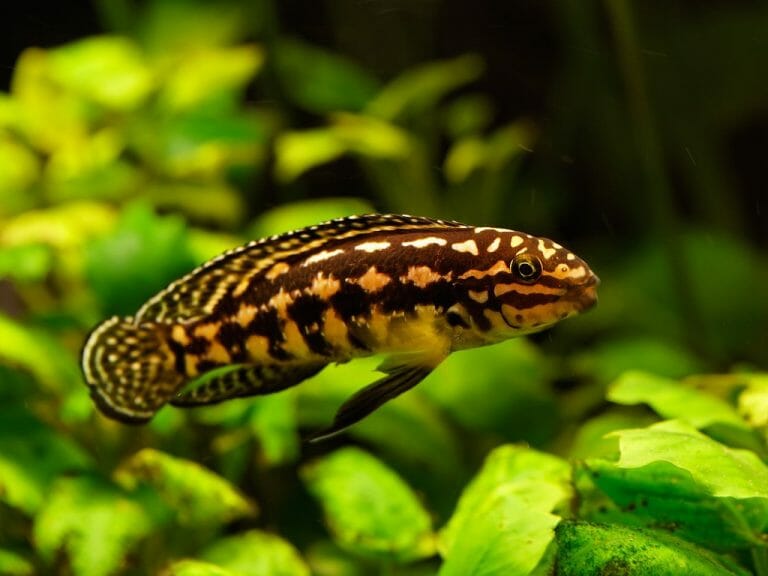 Why My Aquarium Water Is Cloudy: 7 Reasons Why You Have Cloudy Aquarium Water