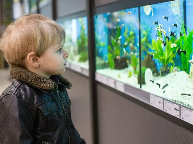 Aquarium Ideas for Living Room: Beautiful Design Ideas You Should Consider