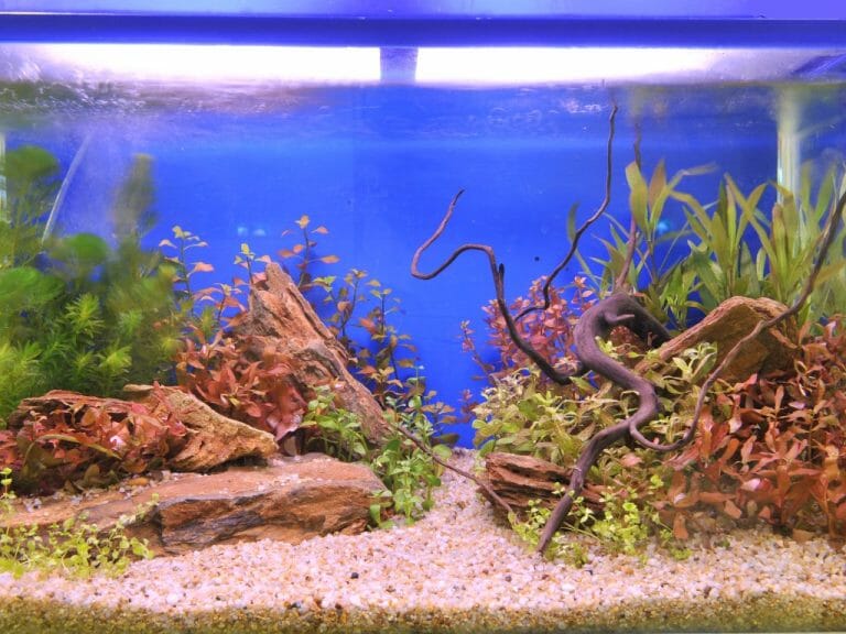 Can Aquarium Plants Grow in Gravel: The Pros and Cons of Using Gravel for Aquarium Plants