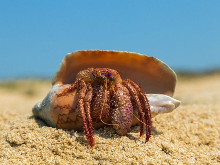 Are Hermit Crabs Good Pets Reasons Why You Should Take Care of Hermit