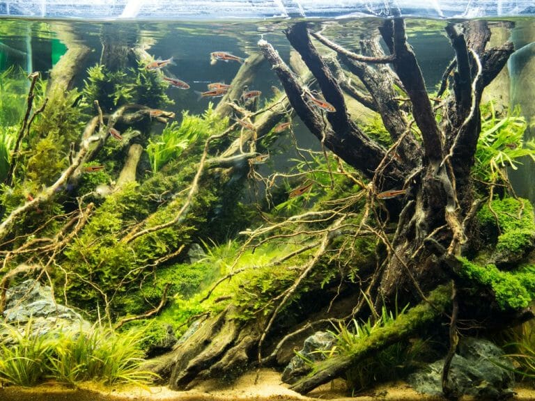 Does Java Moss Spread: What You Need to Know About Java Moss