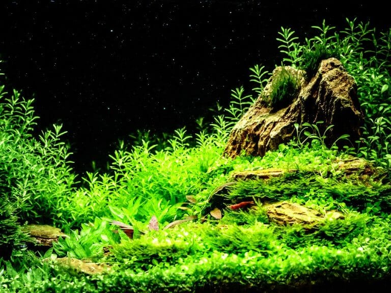 Why Is My Aquarium Water Green Understanding and Preventing Green