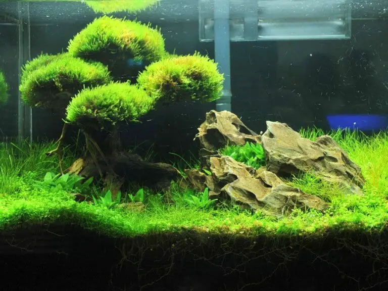 How Fast Does Java Moss Grow: Tips in Growing Java Moss in an Aquarium