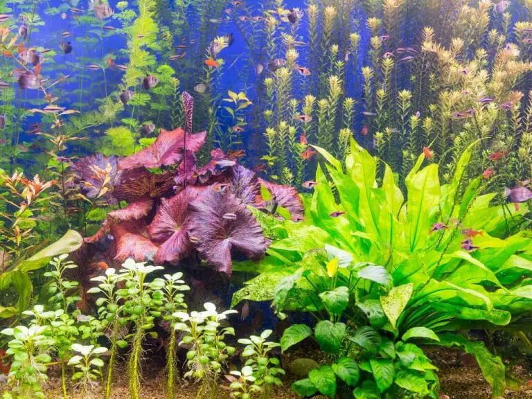How to Quarantine Aquarium Plants: Methods of Disinfecting New Plants