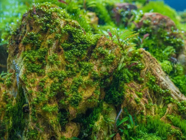 How to Clean Aquarium Rocks of Algae: 3 Homemade Solutions That Can Help You Remove Algae