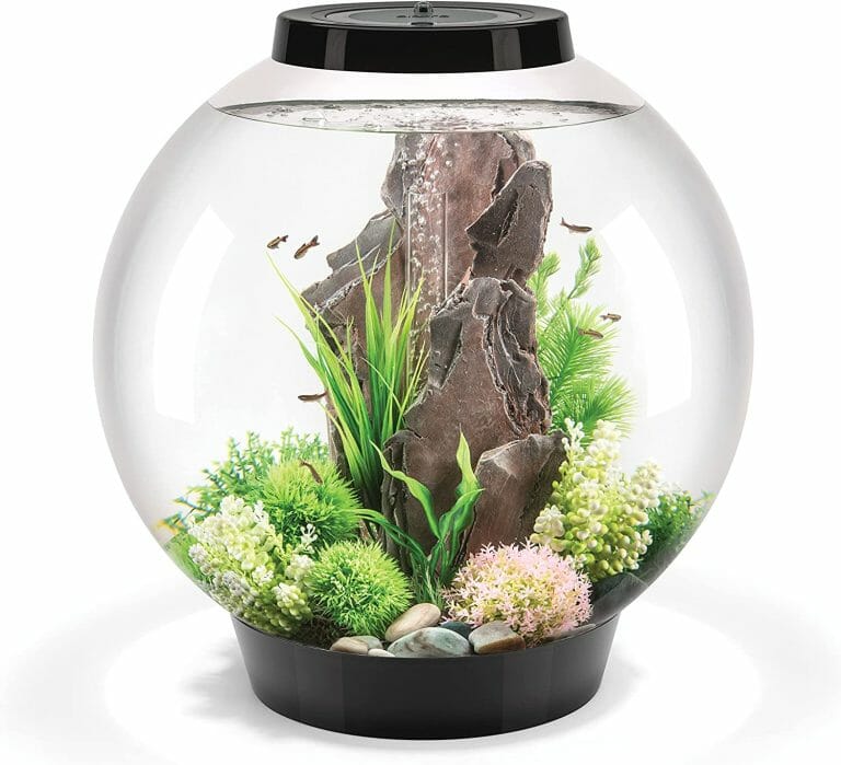 Betta Aquarium Ideas: Choosing the Best Betta Fish Aquarium