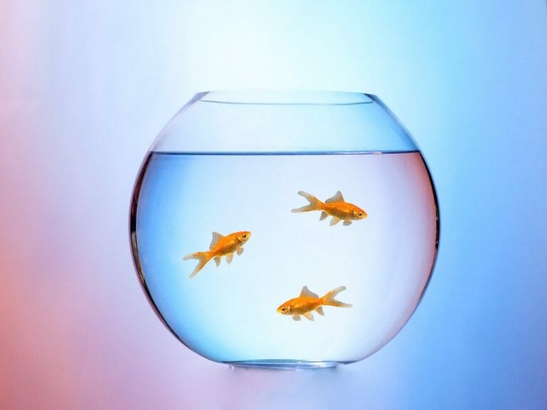 Goldfish Aquarium Ideas: Level Up Your Goldfish Aquarium, Here’s How