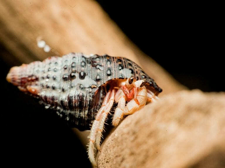 Can Hermit Crabs Smell: Why Hermit Crabs Sometimes Stink